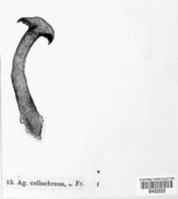 Agaricus callochrous image